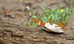 Čuda prirode: amazonski leptiri koji piju suze kornjače (3 fotografije + 2 video)